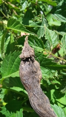 Aegomorphus clavipes