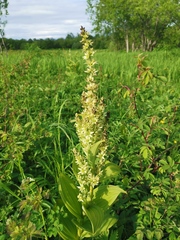 Veratrum oxysepalum