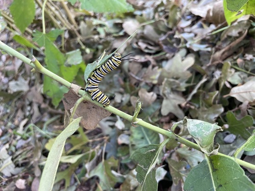 Monarch photographed in Oklahoma