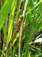 Aeshna isoceles