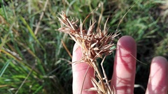 Cymbopogon pospischilii