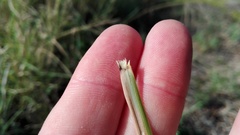 Cymbopogon pospischilii