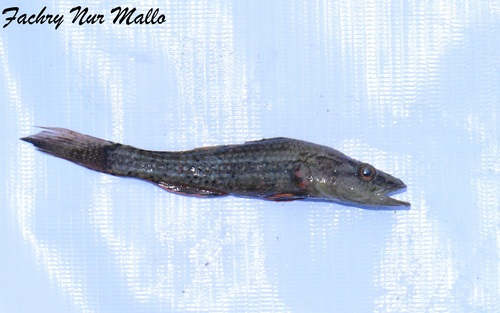 Ambon gudgeon (Butis amboinensis) — Eleotridae