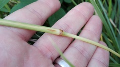 Cymbopogon pospischilii