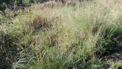 Cymbopogon pospischilii