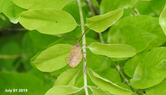 Homoeocerus dilatatus