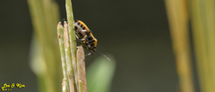 Eurydema gebleri