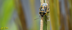 Eurydema gebleri