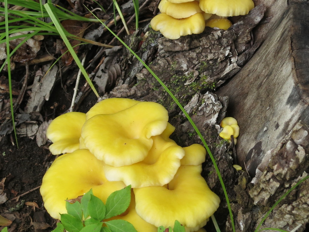 Pleurotus citrinopileatus · June 2019 · photo: © repta (iNaturalist, cc-by)