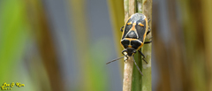 Eurydema gebleri