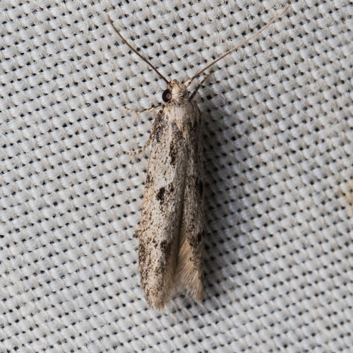 iNaturalist observation photo of Blastobasinae