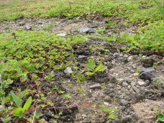 Potentilla stolonifera