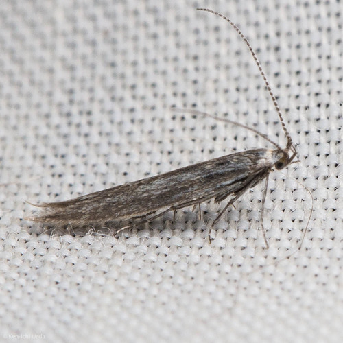 iNaturalist observation photo of Casebearers