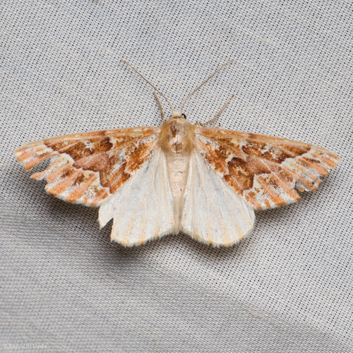 iNaturalist observation photo of Western Conifer Looper