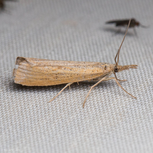 iNaturalist observation photo of Crambid Snout Moths