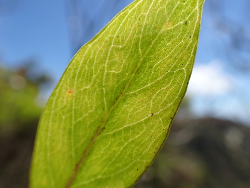 Lysimachia hillebrandii observed 2024-09-24