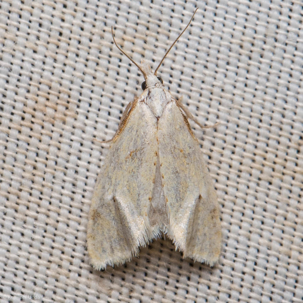 Phtheochroa aegrana