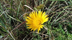 Berkheya decurrens