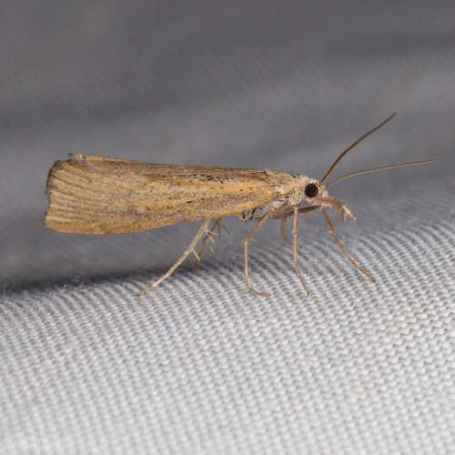 iNaturalist observation photo of Crambid Snout Moths