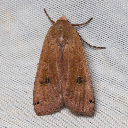 iNaturalist observation photo of Large Yellow Underwing