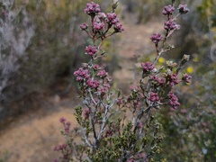 Small-leaved Kunzea (Kunzea parvifolia)