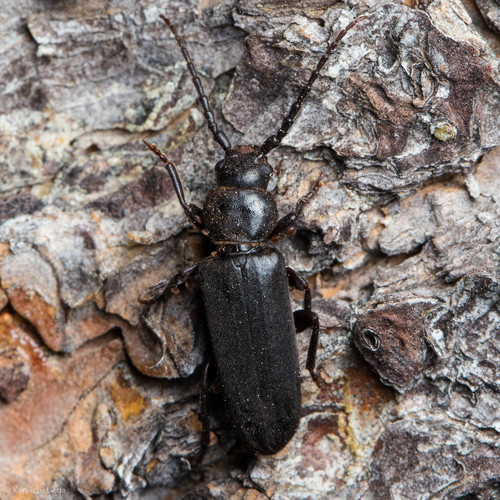 iNaturalist observation photo of Asemum nitidum