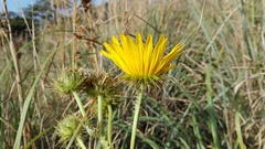 Berkheya decurrens