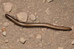 Californiulus yosemitensis