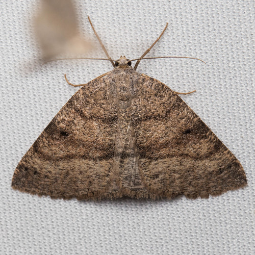 iNaturalist observation photo of Drepanulatrix hulstii
