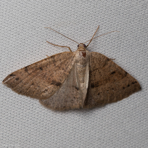 iNaturalist observation photo of Drepanulatrix hulstii