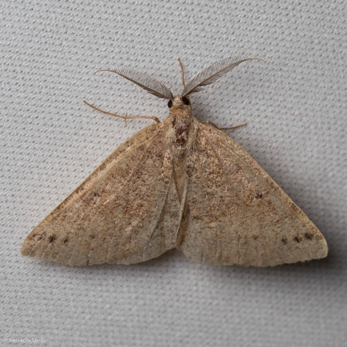 iNaturalist observation photo of Drepanulatrix hulstii