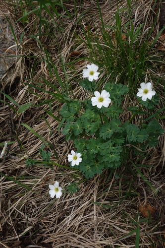 Callianthemum sajanense, photograph 5