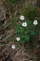 (c) Oleg Kosterin, some rights reserved (CC BY) Callianthemum sajanense, photograph (c) Oleg Kosterin, some rights reserved (CC BY)