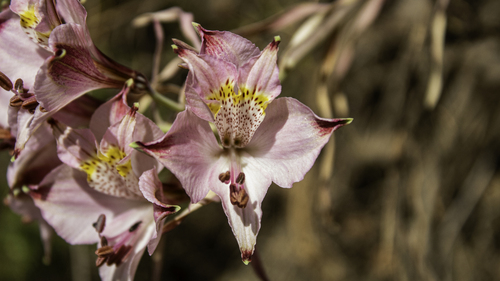 Alstroemeria recumbens (Alstroemeria recumbens)