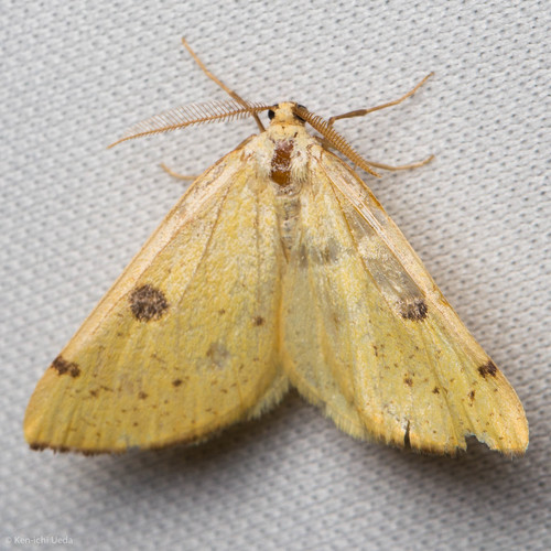 iNaturalist observation photo of Sulphur Moth