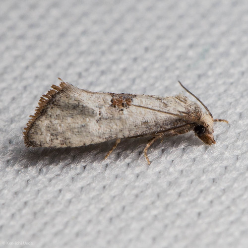 iNaturalist observation photo of Cochylini