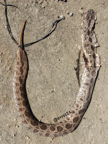 Siamese Russell's Viper