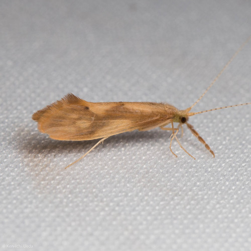 iNaturalist observation photo of Triaenodes tardus