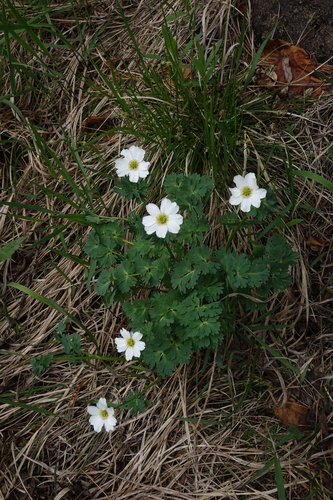 Callianthemum sajanense, photograph 6