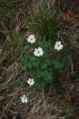 Callianthemum sajanense, photograph (c) Oleg Kosterin, some rights reserved (CC BY)