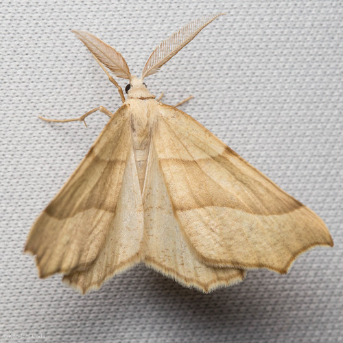 iNaturalist observation photo of Geometer Moths