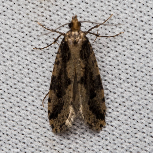 iNaturalist observation photo of Scardiinae