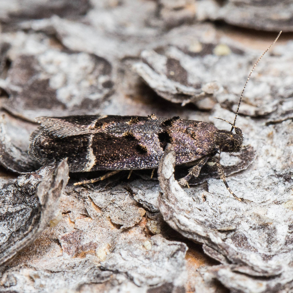 Pseudochelaria manzanitae