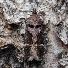 Pseudochelaria manzanitae