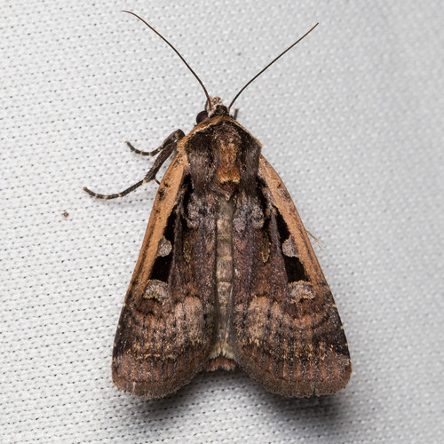 iNaturalist observation photo of Euxoa