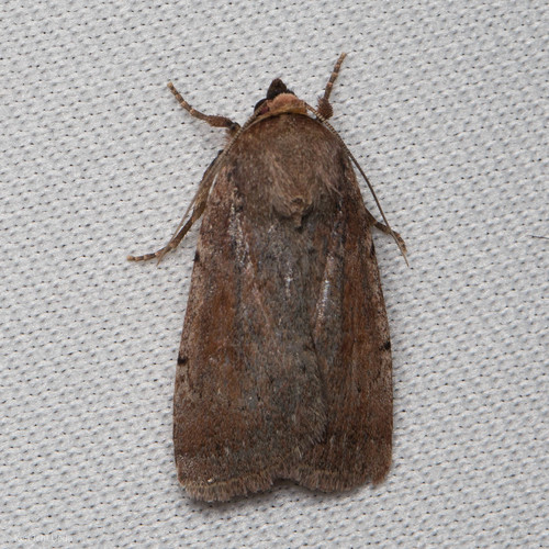 iNaturalist observation photo of Owlet Moths and Allies