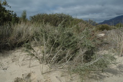Aspalathus acuminata acuminata