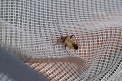 Adelphocoris vandalicus