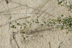 Aspalathus acuminata acuminata