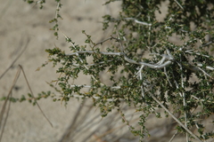 Aspalathus acuminata acuminata